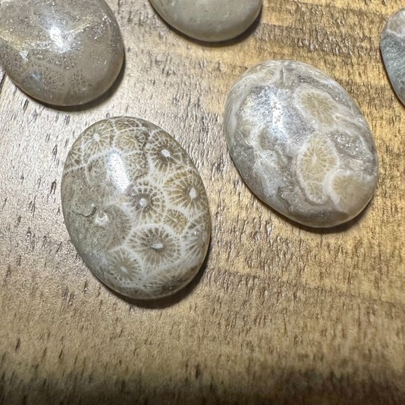 Fossilized Coral Oval Cabochon - 15x20mm - Picture 2 of 6